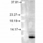 Ubiquitin Antibody