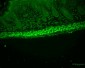 AHA1 Antibody