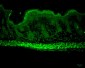 AHA1 Antibody