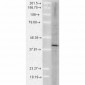 AHA1 Antibody