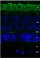 Rhodopsin Antibody