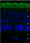 Rhodopsin Antibody