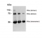 Rhodopsin Antibody