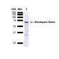 Rhodopsin Antibody