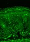 Rhodopsin Antibody