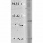 Rhodopsin Antibody