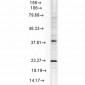 HSP22 Antibody