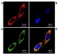 Trap1 Antibody