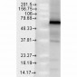 Trap1 Antibody