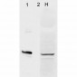 AHA1 Antibody