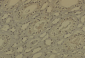 DNMT1 Antibody