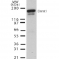 DNMT1 Antibody