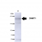 DNMT1 Antibody
