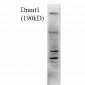 DNMT1 Antibody