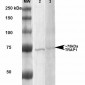 Trap1 Antibody