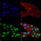 DNMT1 Antibody