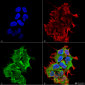GRP170 Antibody