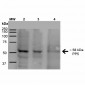 PP5 Antibody 