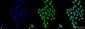 PP5 Antibody 