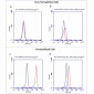 HSP70 Antibody