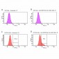 HSP70 Antibody