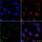 HSP70 Antibody