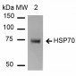 HSP70 Antibody
