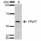 ERp57 Antibody