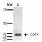 CD74 Antibody