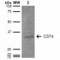 CD74 Antibody