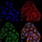 CD74 Antibody