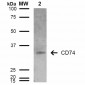 CD74 Antibody