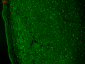 Cav3.2 Antibody