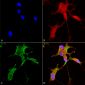 Cav3.2 Antibody