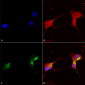 KCNQ1 Antibody