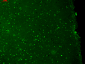 KCNQ1 Antibody