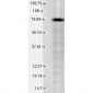 KCNQ1 Antibody
