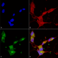 KCNQ4 Antibody