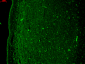 KCNQ4 Antibody