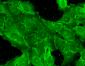 GluN2B/NR2B Antibody