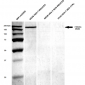 GluN2B/NR2B Antibody