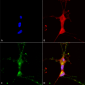 TrpC7 Antibody