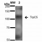 TrpC5 Antibody