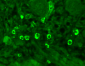 GABA-A Receptor Alpha-1 Antibody