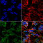 KCC2 Antibody