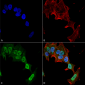 mGluR1/5 Antibody