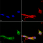 mGluR1/5 Antibody