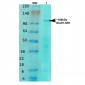 GluN1/NR1 Antibody