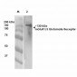 mGluR1/5 glutamate receptor Antibody