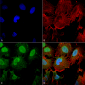 mGluR1/5 glutamate receptor Antibody